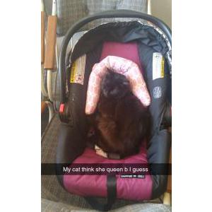 Lost Cat Salem