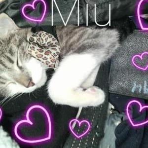 Lost Cat Miu