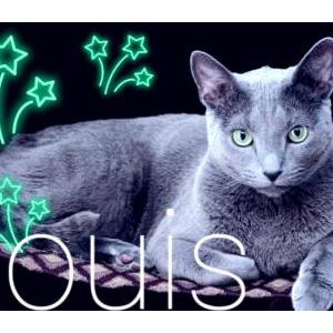 Lost Cat Louis