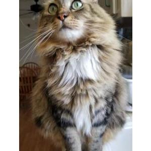 Lost Cat Obi Wan