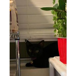 Lost Cat Yuna