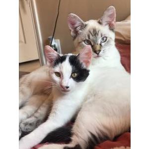 Lost Cat Booger