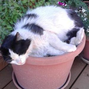 Lost Cat Poppy