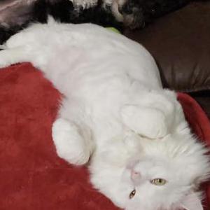 Lost Cat Keeks