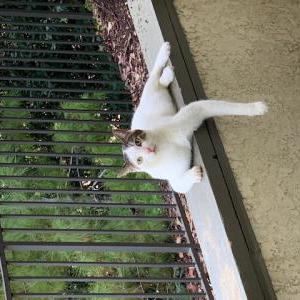 Lost Cat Fritz