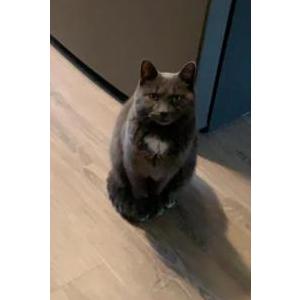Lost Cat Oliver