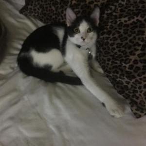 Lost Cat Dash