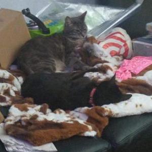 Lost Cat Jack