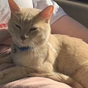 Found Cat unknown