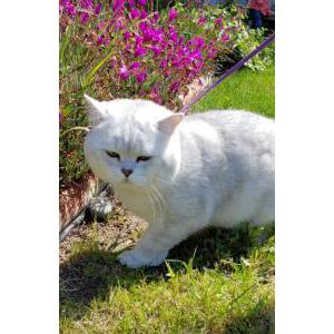 Lost Cat Simba