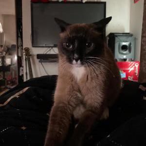 Lost Cat Rocky Boo Bear
