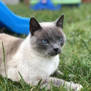 Lost Cat Sammy