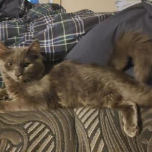 Lost Cat Smokey
