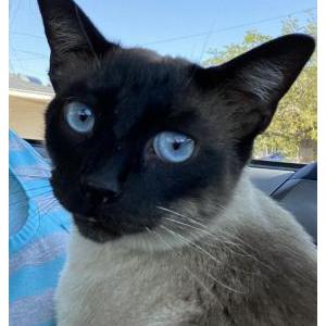 Lost Cat Daryl