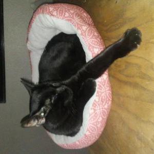 Lost Cat Joe