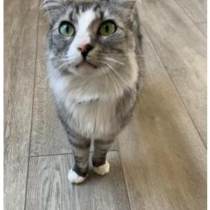 Lost Cat Milo