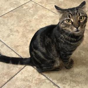 Found Cat Unknown