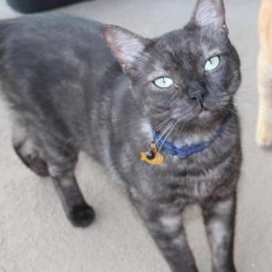 Lost Cat Dime