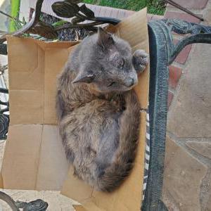 Found Cat Unknown