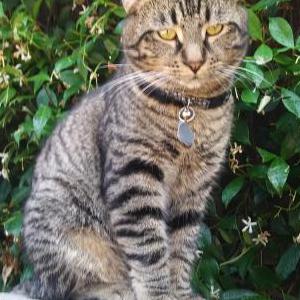 Lost Cat Tiger