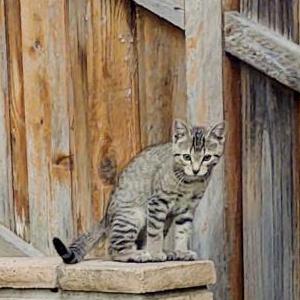 Lost Cat Taz