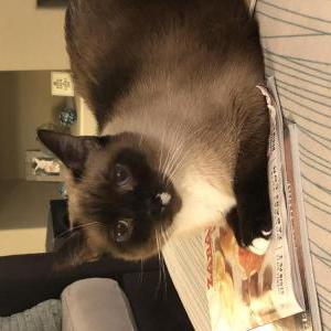 Lost Cat Sam