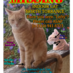 Lost Cat LEFTY