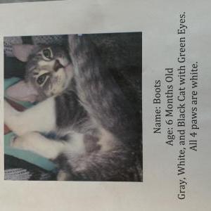 Lost Cat Boots