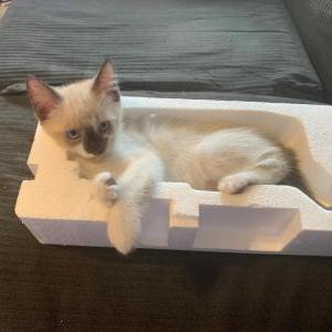 Lost Cat Fluffy