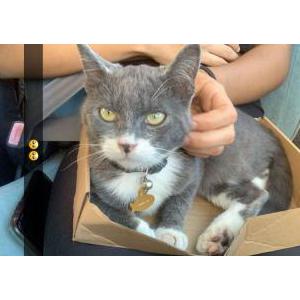 Lost Cat Sgt. figaro
