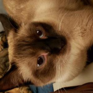 Lost Cat Cinders