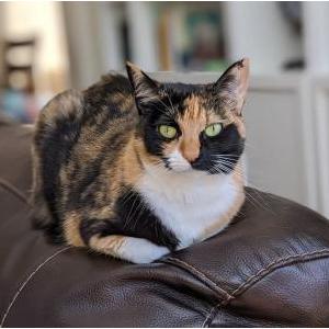 Lost Cat Kitty