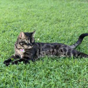 Lost Cat Sherlock
