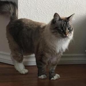 Lost Cat Nala