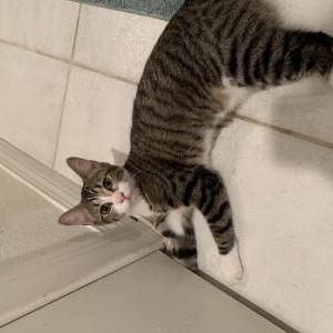 Lost Cat Monkey