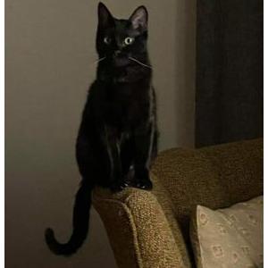 Lost Cat Marx