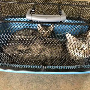 Lost Cat Gracie