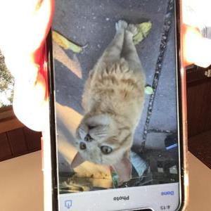 Lost Cat Kei Kei