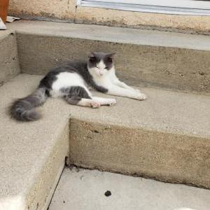 Lost Cat Moshi