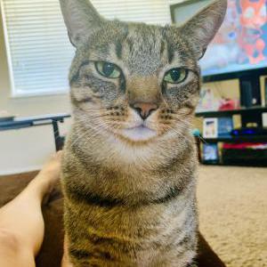 Lost Cat Jaco