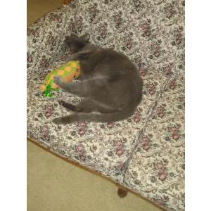 Lost Cat Link