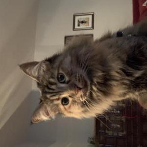 Lost Cat Hazel