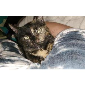 Lost Cat Teddy