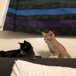 Lost Cat Jack