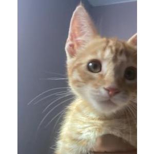 Lost Cat cheddar
