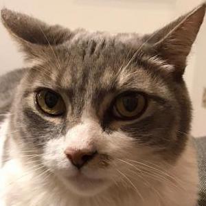 Lost Cat Momo