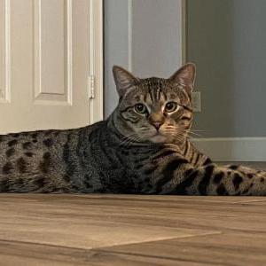 Lost Cat Dexter