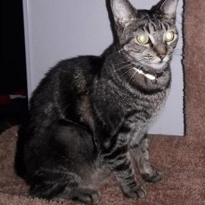 Lost Cat Jolee