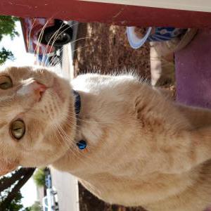 Lost Cat Luke