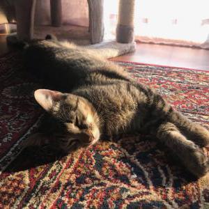 Lost Cat Luna